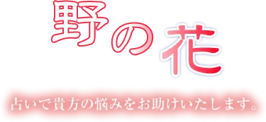 旭川 占い タロット占い 野の花