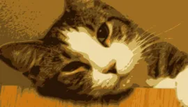 猫と茨城の魔女タロット占いの店舗詳細