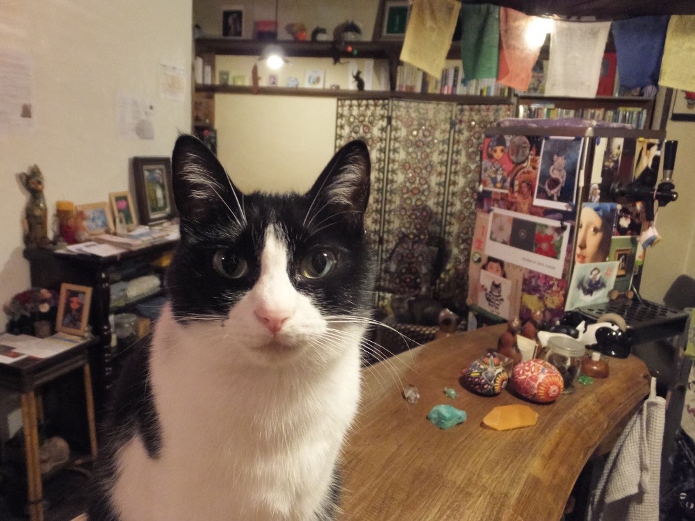 カフェ占猫｜あゆたや先生